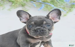 French Bulldog dogs for sale: Nibbles - Image 3