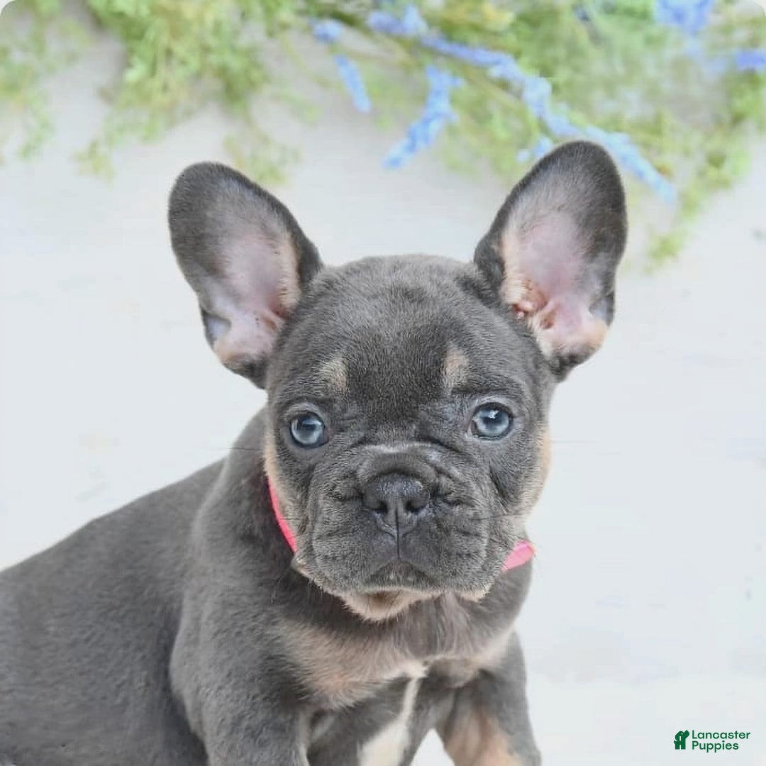 French Bulldog dogs for sale: Nibbles - Image 3