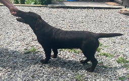 Labrador Retriever dogs for sale: Norman - Image 5