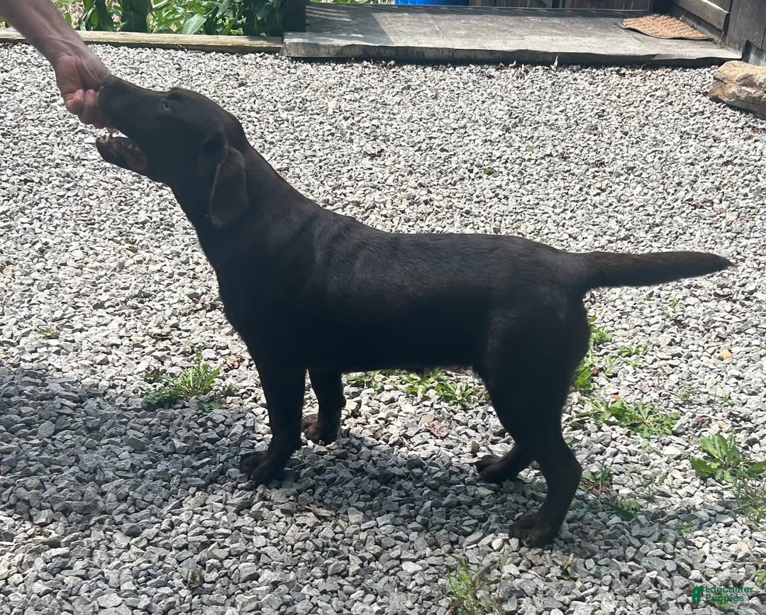 Labrador Retriever dogs for sale: Norman - Image 5