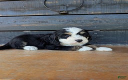 Mini Bernedoodle dogs for sale: Sadie - Image 2