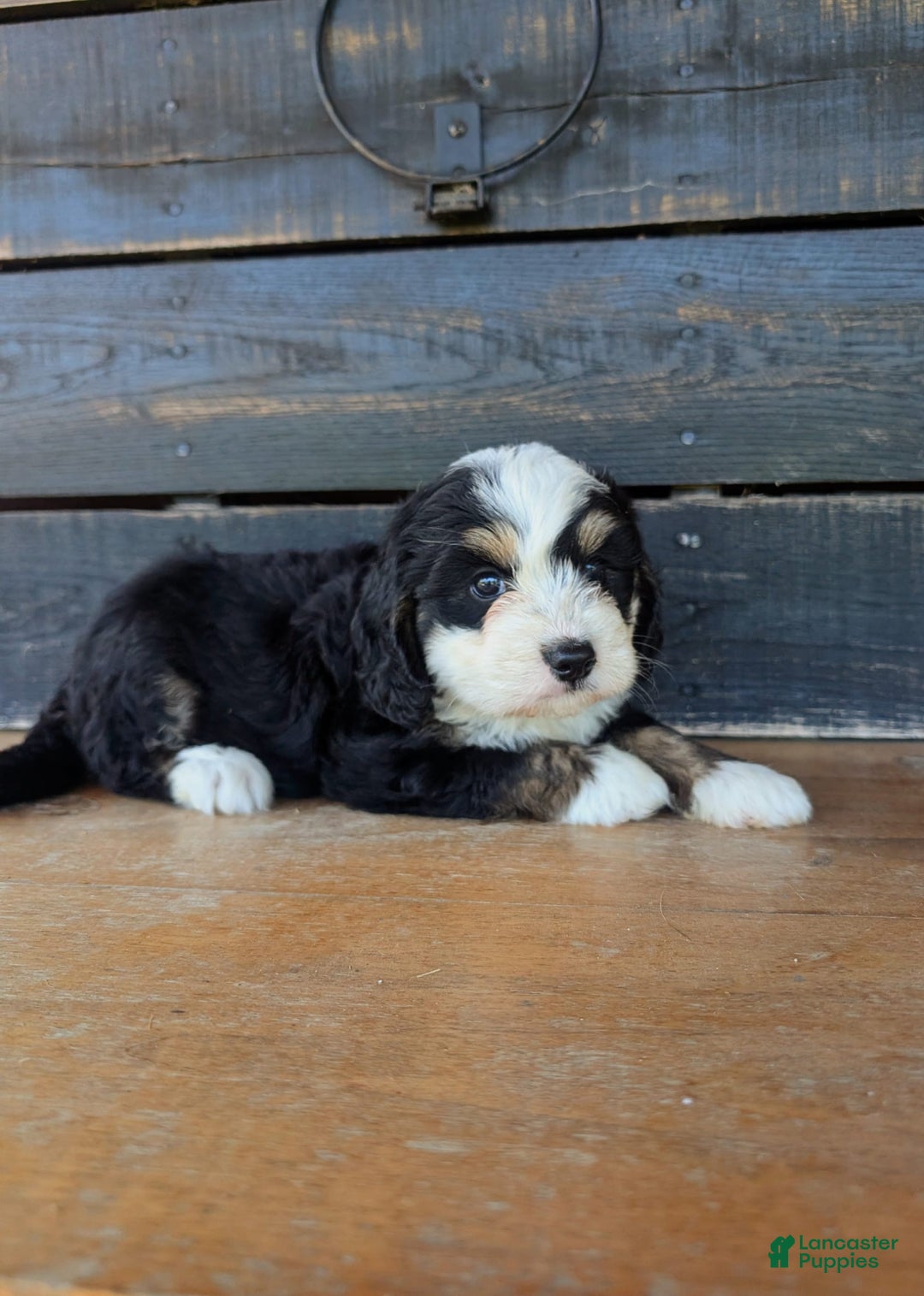 Mini Bernedoodle dogs for sale: Sadie - Image 2