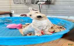 Scottish Terrier dogs for sale: Ollie - Image 7