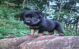German Shepherd dogs for sale: Kat - Image 8