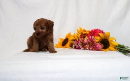 Mini Goldendoodle dogs for sale: Bianka - Image 4