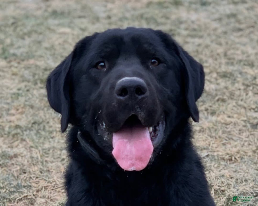 Labrador Retriever dogs for sale: Gracie - Image 7