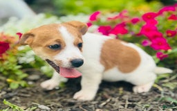 Jack Russell Terrier dogs for sale: Lindon - Image 4
