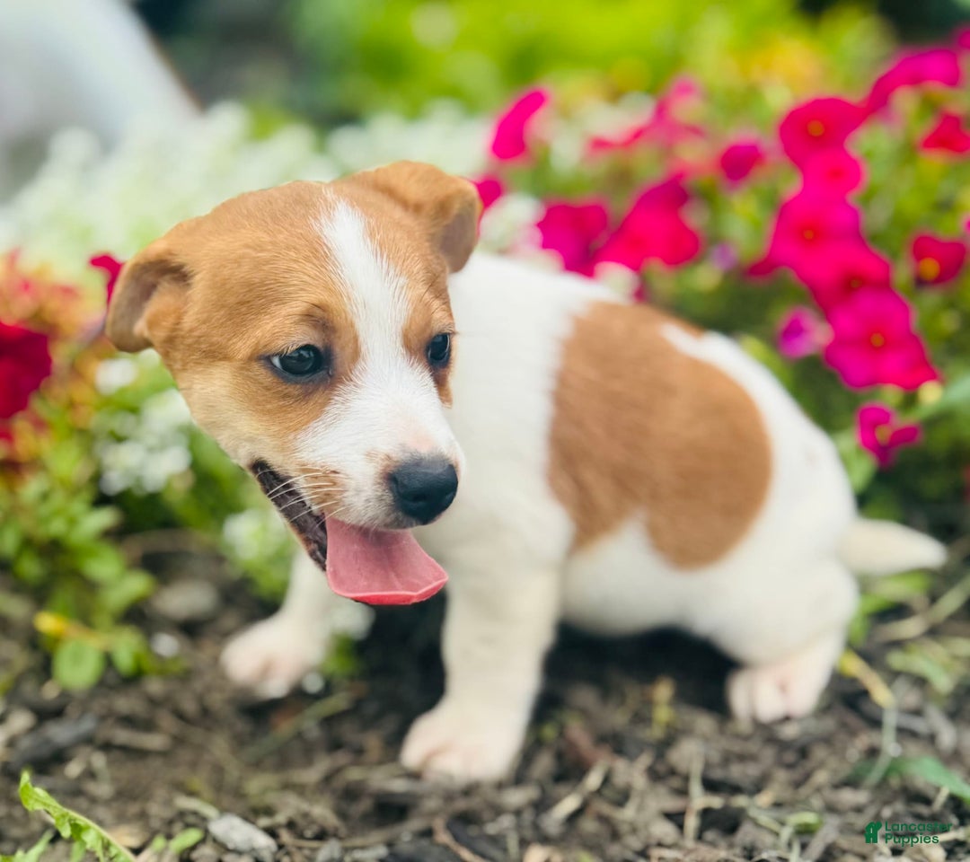 Jack Russell Terrier dogs for sale: Lindon - Image 4