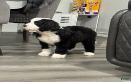 Saint Berdoodles dogs for sale: Missy - Image 8