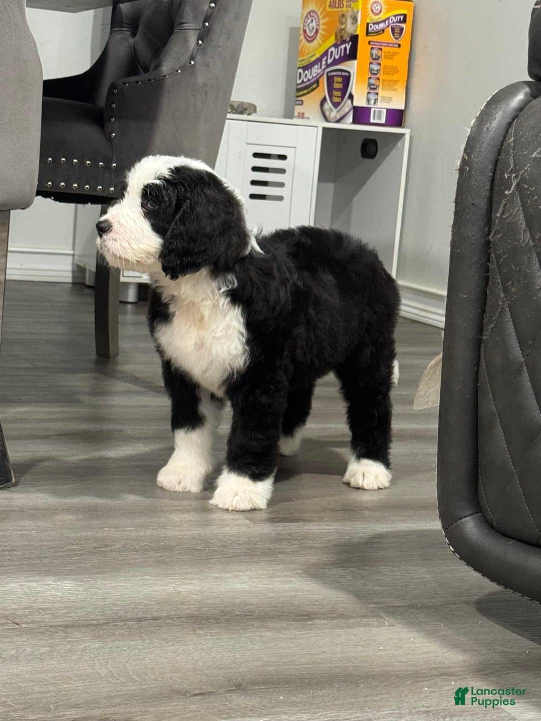 Saint Berdoodles dogs for sale: Missy - Image 8