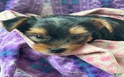Yorkshire Terrier dogs for sale: Bingo - Image 1