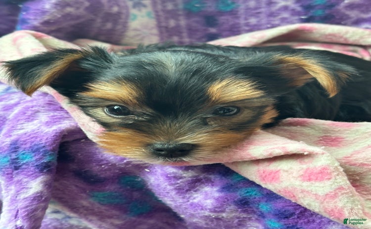 Yorkshire Terrier dogs for sale - Ad 1