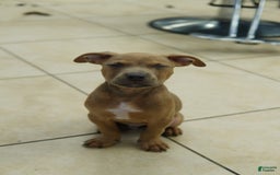 American Bully dogs for sale: Chocolate - Image 1
