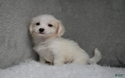 Maltipoo dogs for sale: Timothy - Image 16