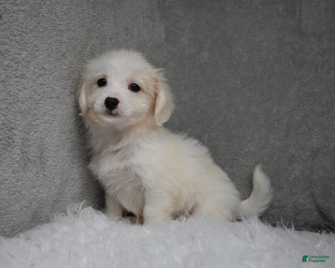 Maltipoo dogs for sale: Timothy - Image 16