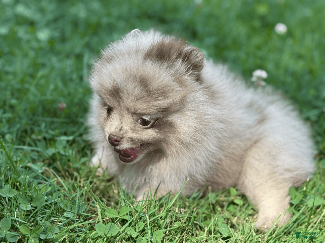 Pomeranian dogs for sale: Theodore - Image 2