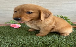 Golden Retriever dogs for sale: Lexi - Image 16