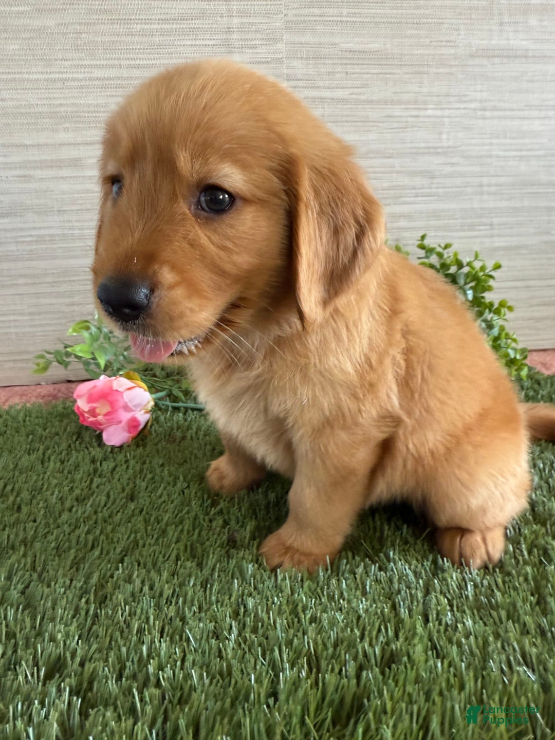 Golden Retriever dogs for sale: Lexi - Image 16