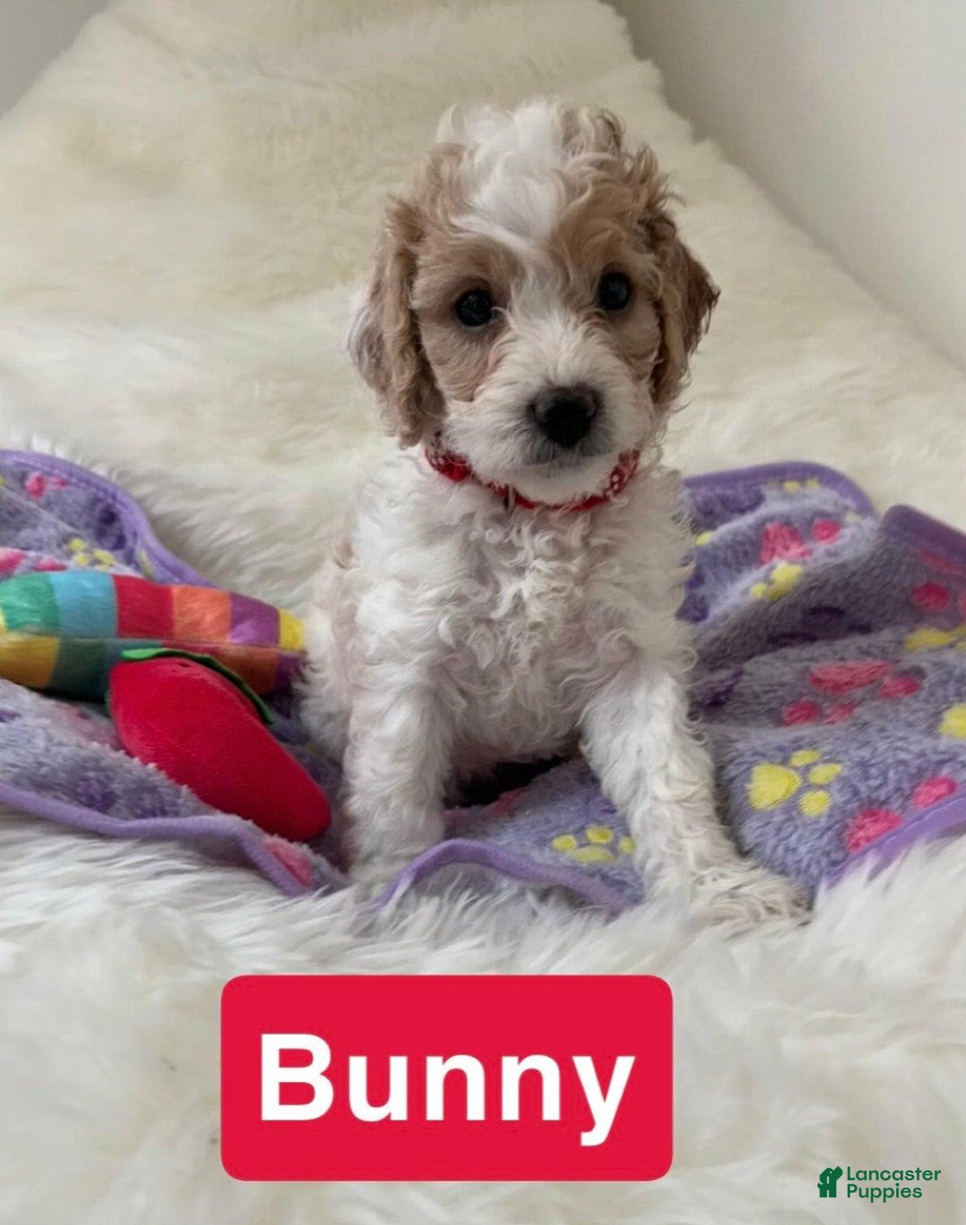Cavapoo dogs for sale: Bunny - Image 1