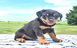 Rottweiler dogs for sale: Duke - Image 7