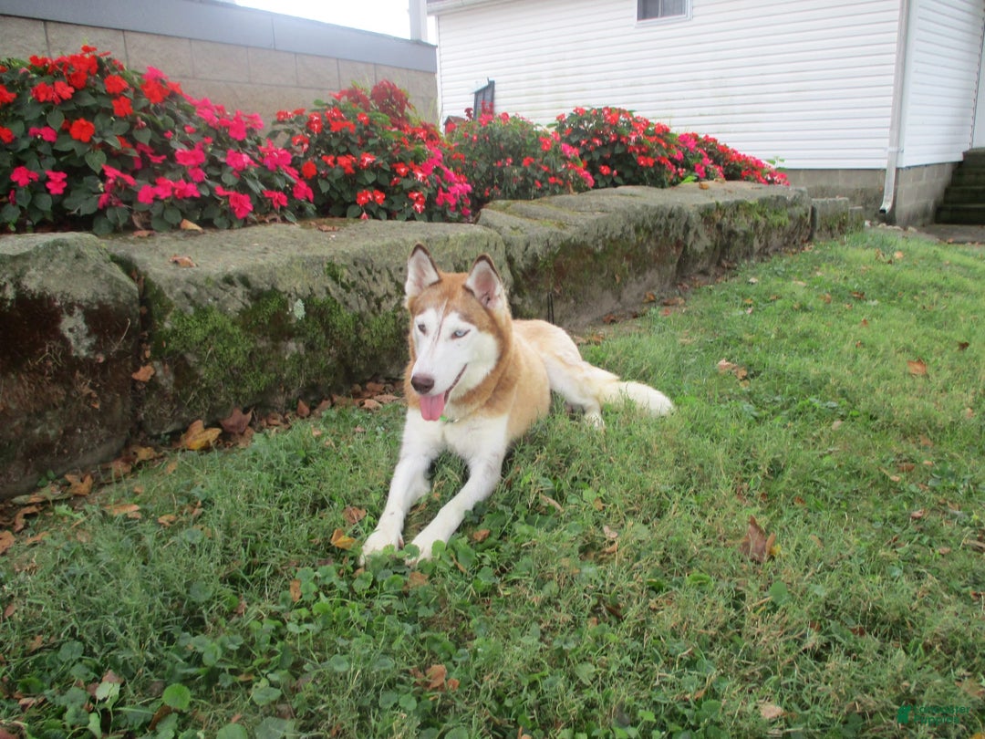 Pomsky dogs for sale: Bluey - Image 11
