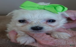 Maltipoo dogs for sale: Beans - Image 7