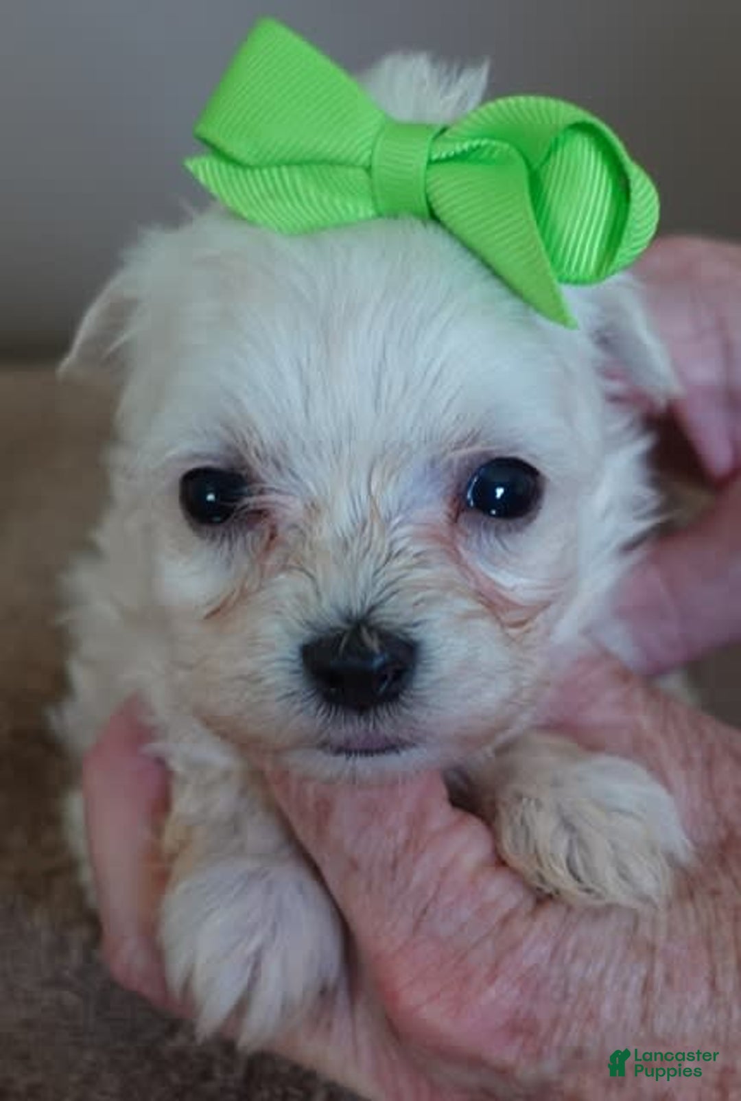 Maltipoo dogs for sale: Beans - Image 7