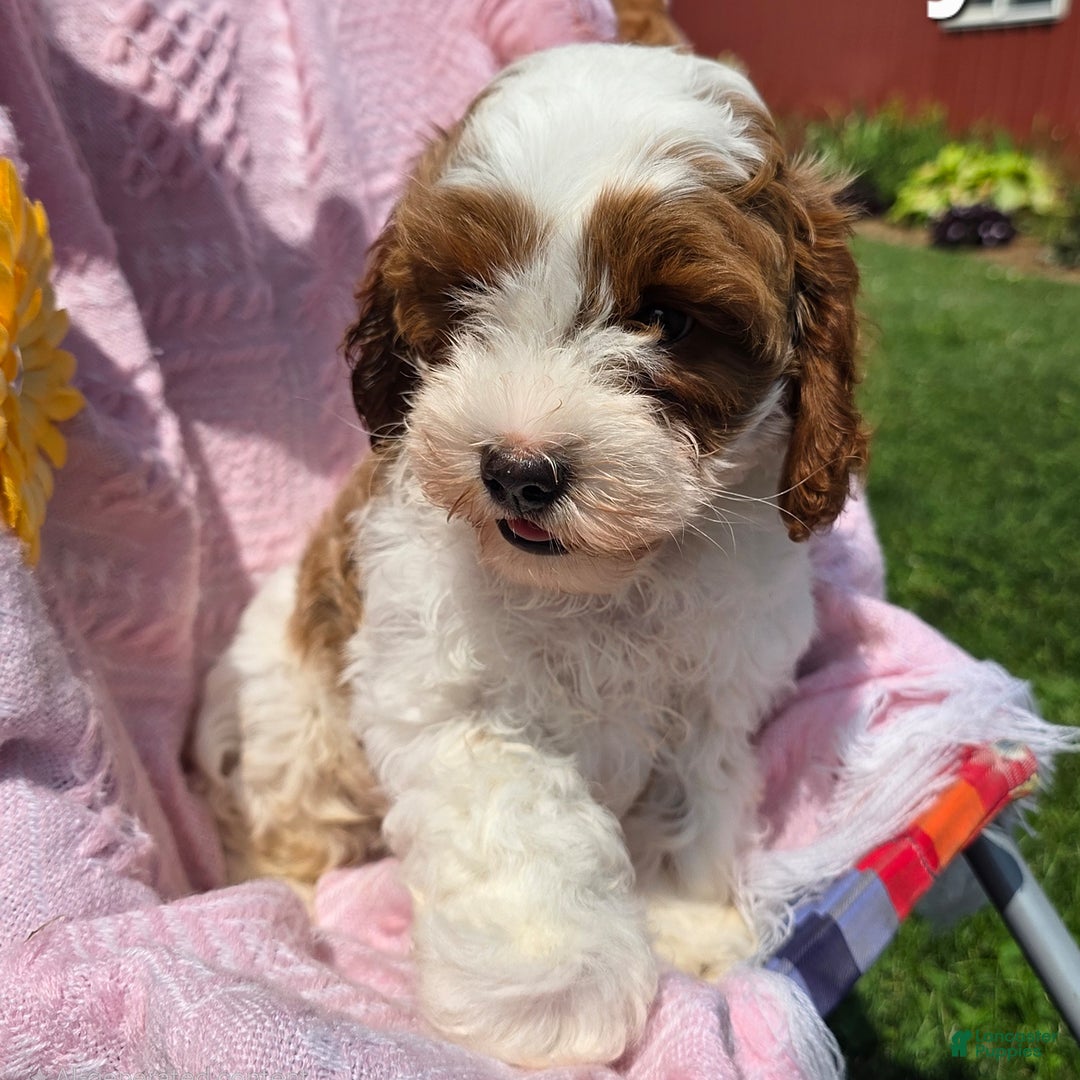 Cavapoo dogs for sale: Rowdy - Image 1