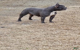 French Bulldog dogs for sale: Barbie - Image 14