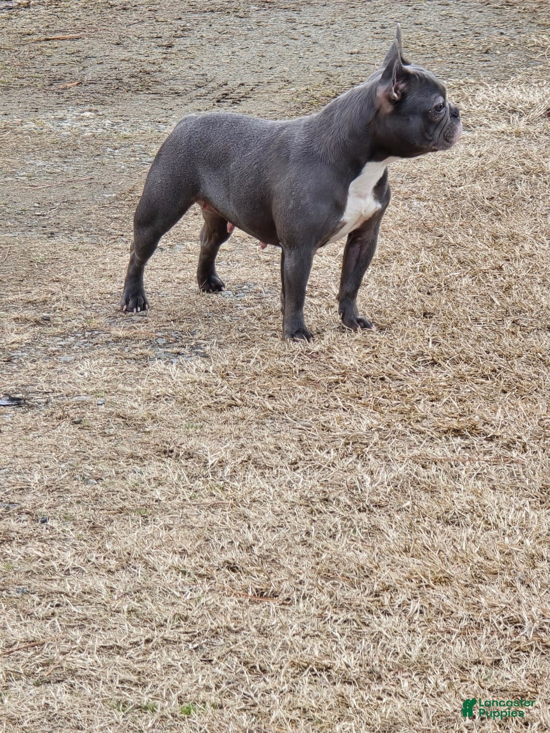 French Bulldog dogs for sale: Barbie - Image 14