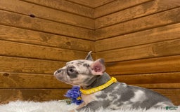 French Bulldog dogs for sale: Jax - Image 3