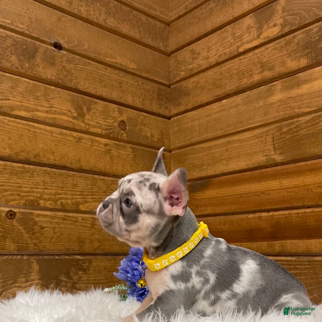 French Bulldog dogs for sale: Jax - Image 3