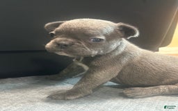 French Bulldog dogs for sale: Stitch - Image 10