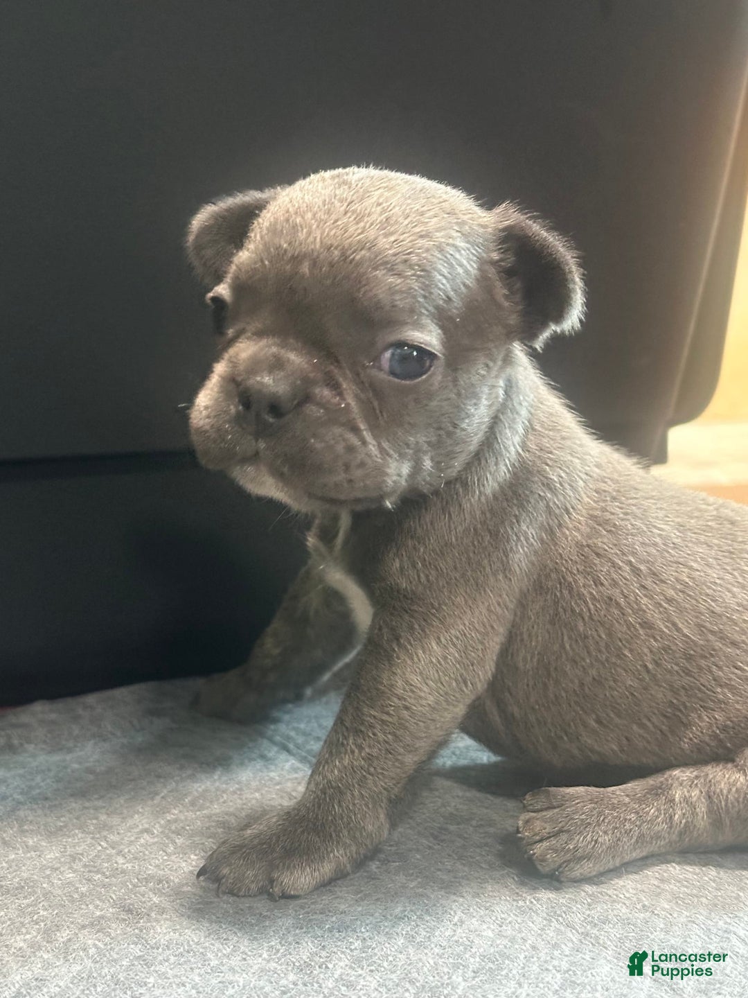 French Bulldog dogs for sale: Stitch - Image 10