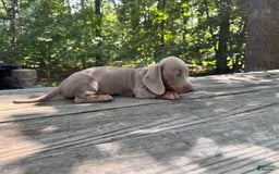 Miniature Dachshund dogs for sale: Cooper - Image 2