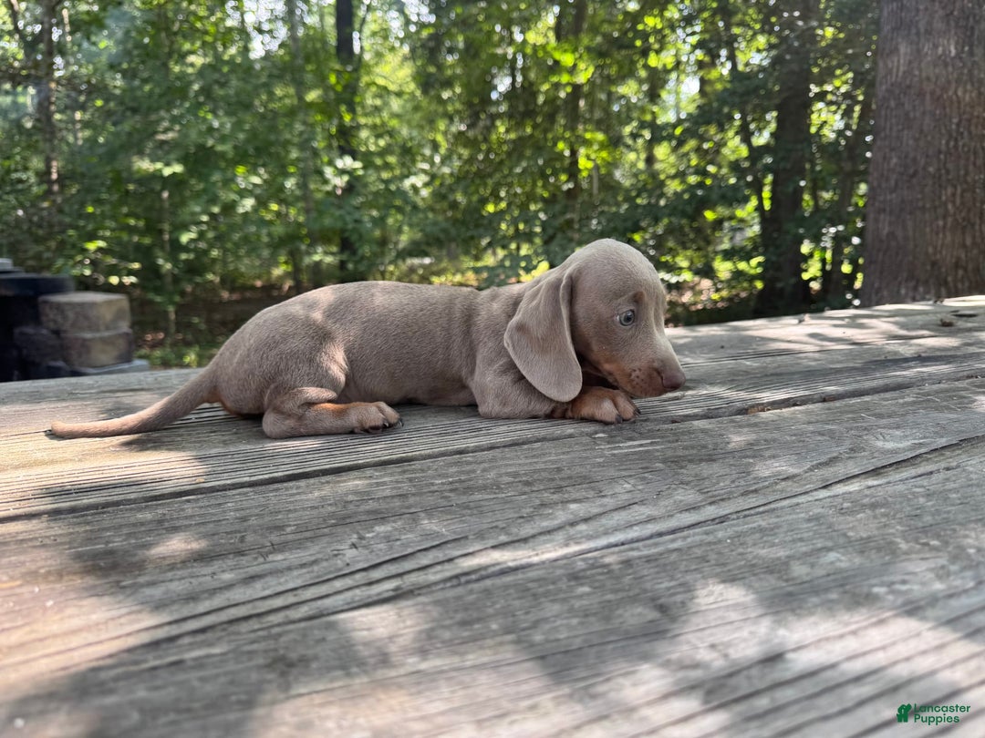 Miniature Dachshund dogs for sale: Cooper - Image 2