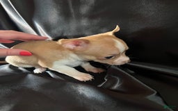 Chihuahua dogs for sale: Ginger - Blue Eyed Dual Pedigreed - Image 1