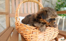 Shorkie dogs for sale: Koda - Image 4