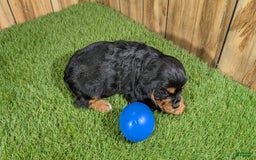 Cavalier King Charles Spaniel dogs for sale: Brin Boy 1 - Image 4