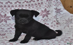 Welsh Corgi Pembroke dogs for sale: Minnie - Image 1