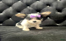 Yorkshire Terrier dogs for sale: Patrick Starr - Image 26