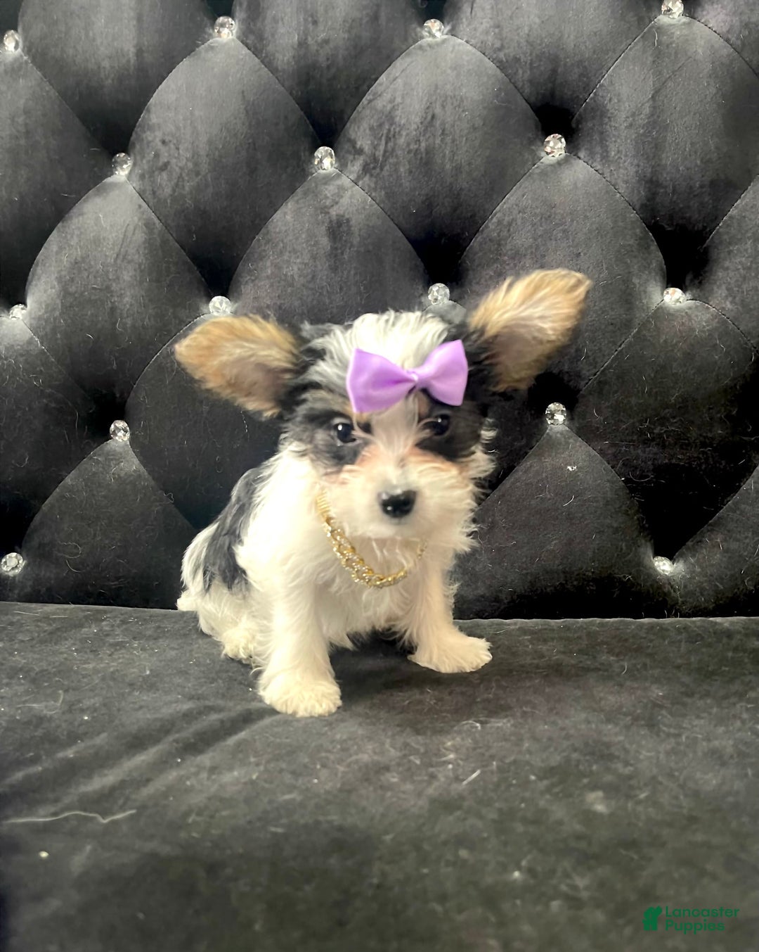 Yorkshire Terrier dogs for sale: Patrick Starr - Image 26