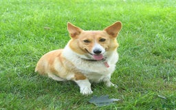 Welsh Corgi Pembroke dogs for sale: Tulip - Image 6