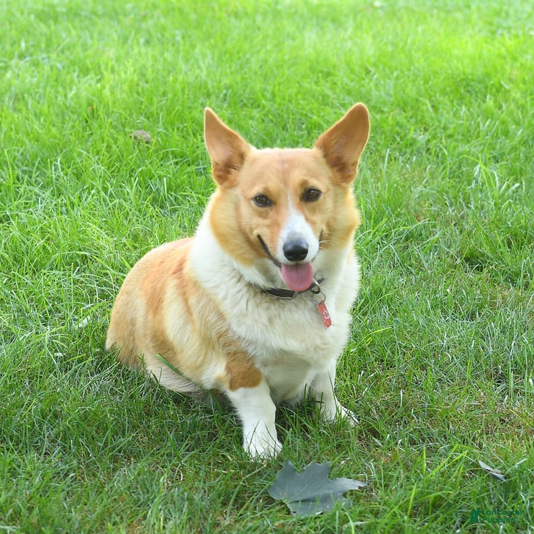Welsh Corgi Pembroke dogs for sale: Tulip - Image 6