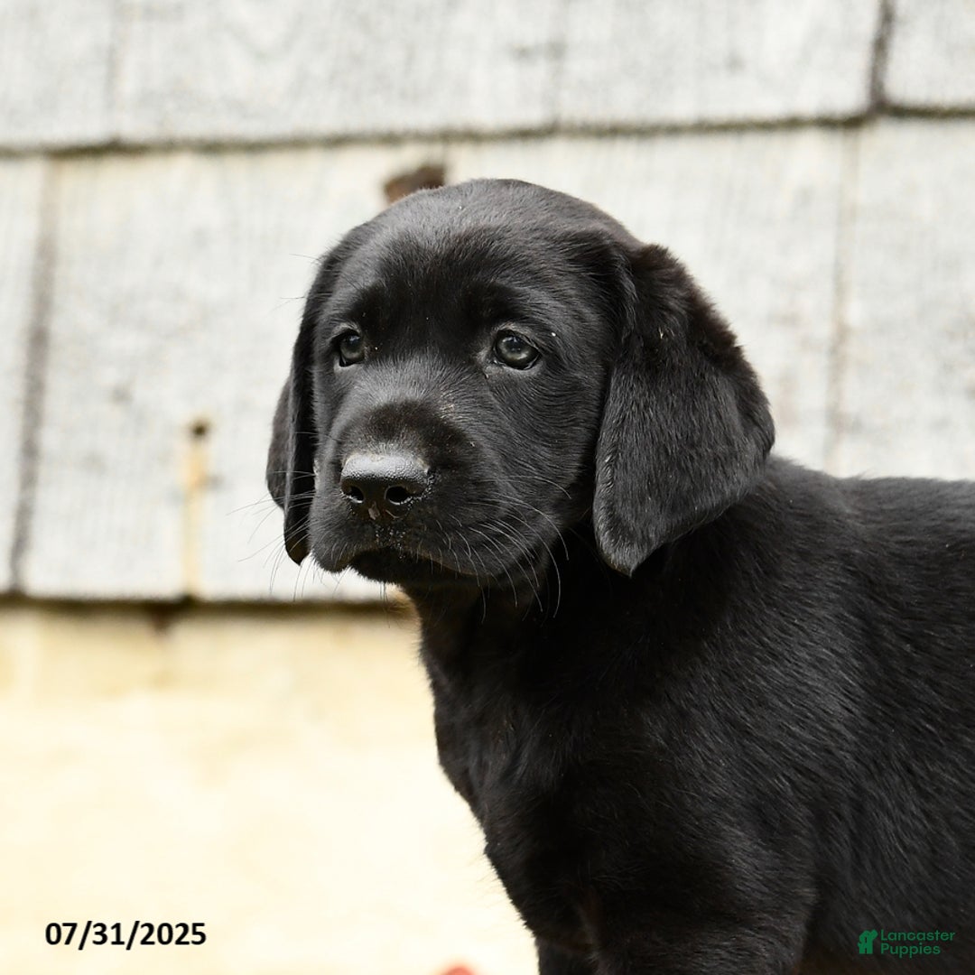 Labrador Retriever dogs for sale: Midnight - Image 4