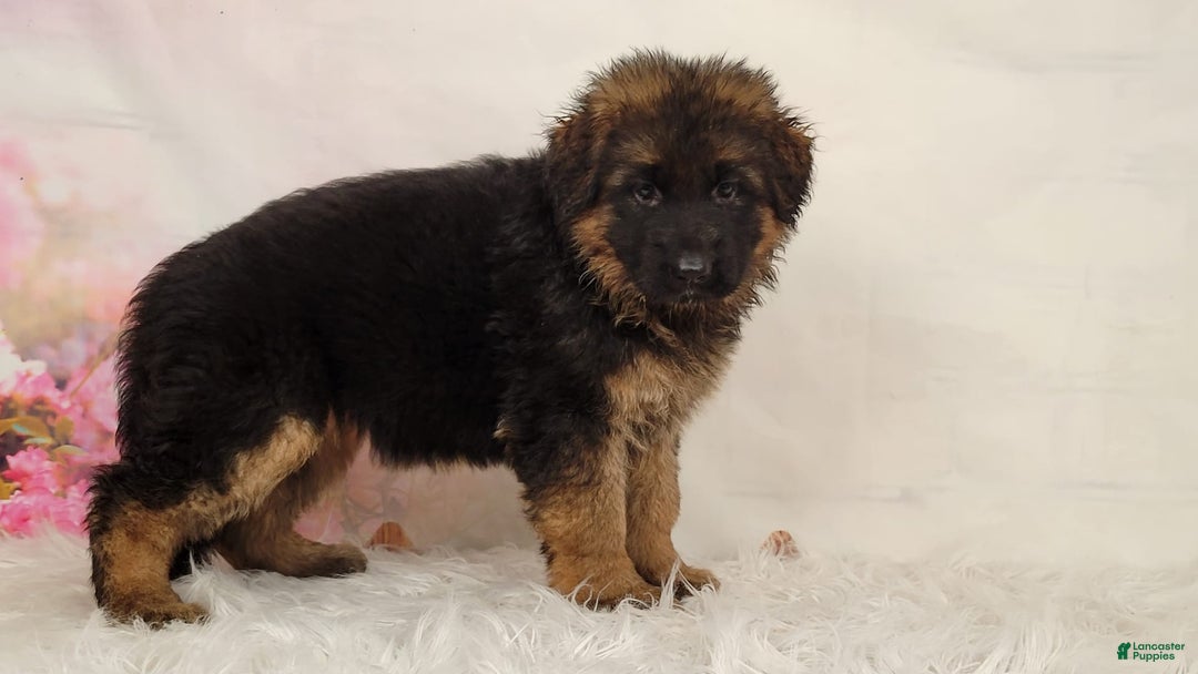 German Shepherd dogs for sale: Tyra - Image 3