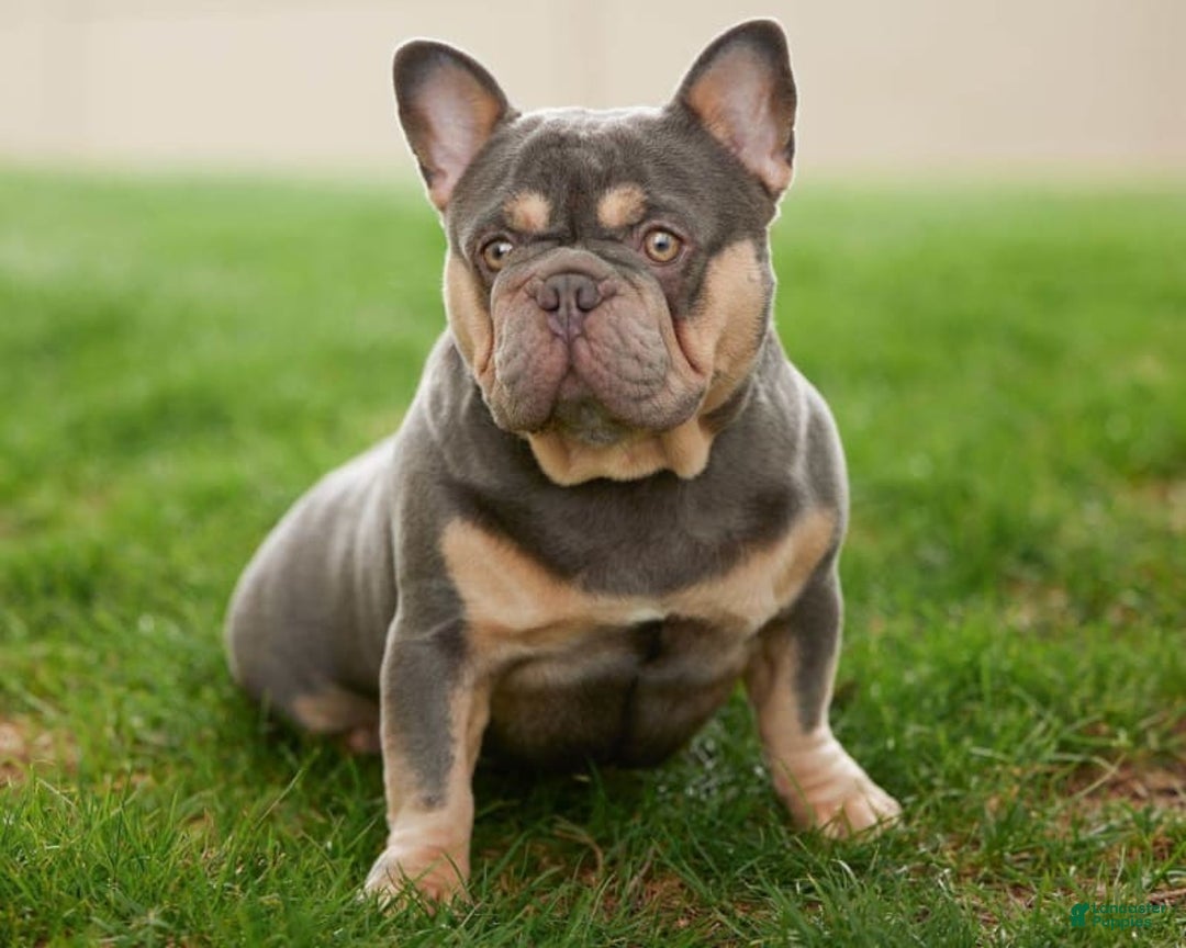 French Bulldog dogs for sale: Bella - Image 4