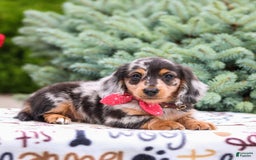 Miniature Dachshund dogs for sale: Quinn - Image 3