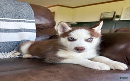 Siberian Husky dogs for sale: Buster - Image 4