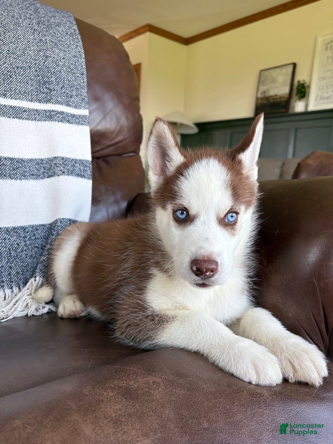 Siberian Husky dogs for sale: Buster - Image 4